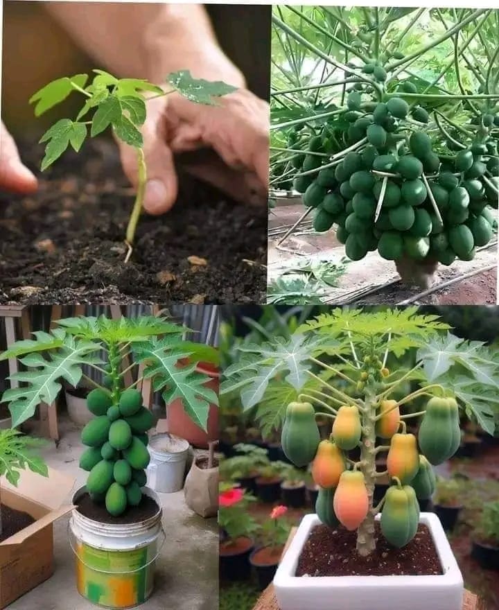 The Papaya Tree: A Versatile Gem for Your Home Garden