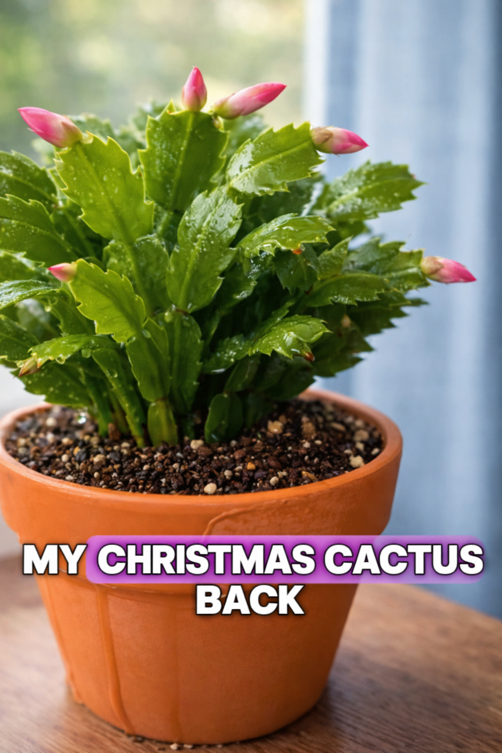 Revive a Drooping Christmas Cactus with This Simple DIY Solution 🌵🎄✨