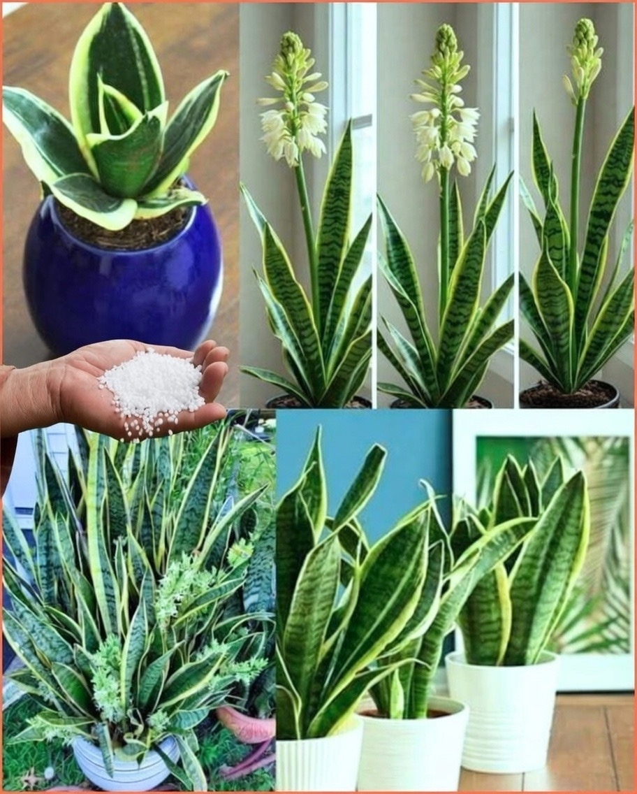 🌿 STOP Overfeeding Your Snake Plant! The #1 Fertilizer Mistake That’s Ruining Your Sansevieria