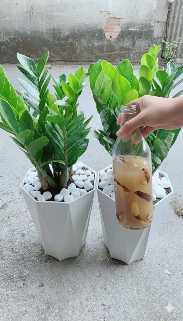 Banana Peel Water for ZZ Plant: The Secret Natural Fertilizer That Makes Zamioculcas Healthier Than Ever