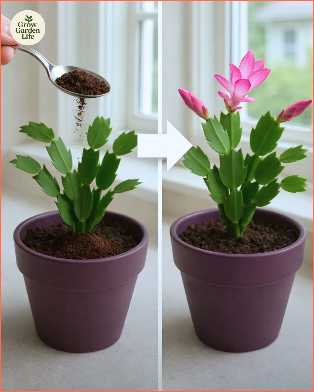 💡 This Simple Spoonful Makes Christmas Cactus Bloom Faster 🌵✨