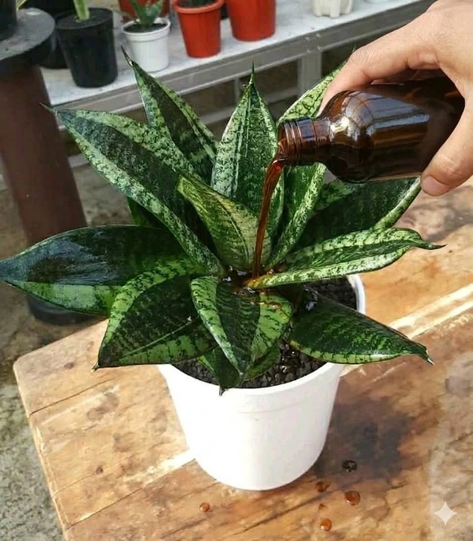 How I Revived My Snake Plant Using Easy Homemade Organic Liquid Fertilizer