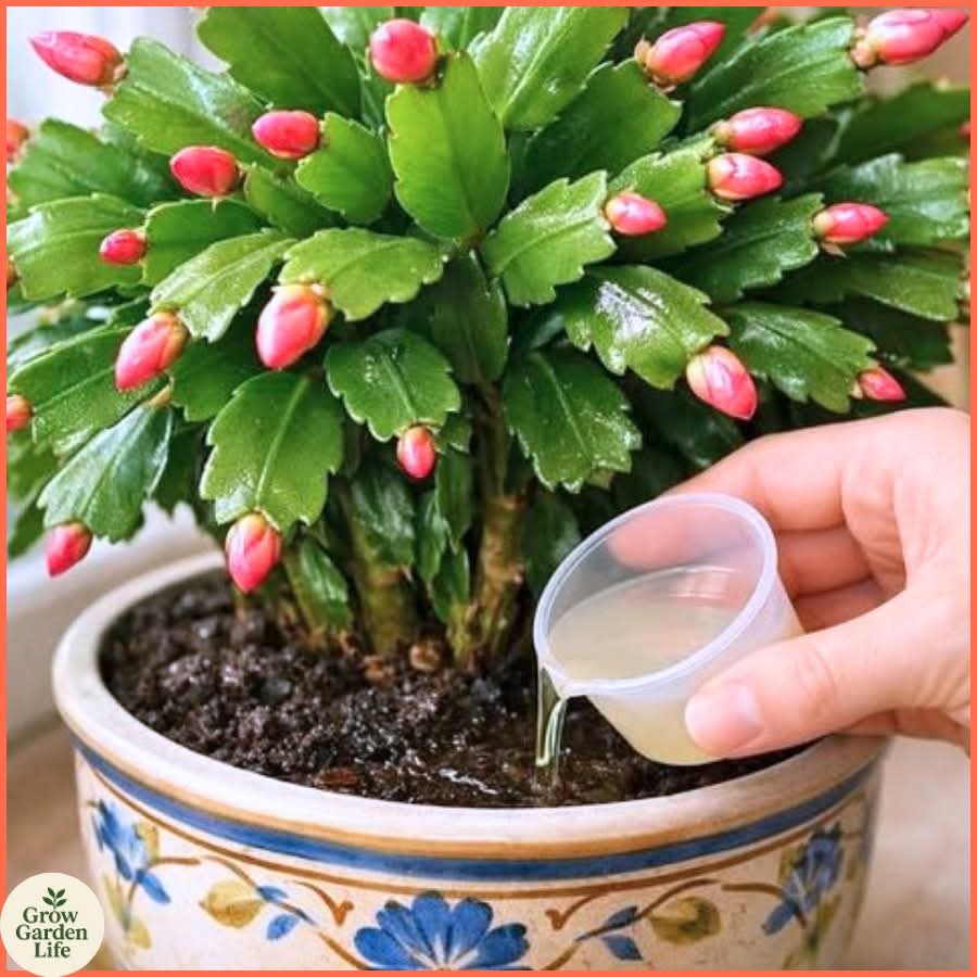 Christmas Cactus Blooming: The 1-Drop Trick That Revives Your Plant and Sparks Gorgeous Blooms!