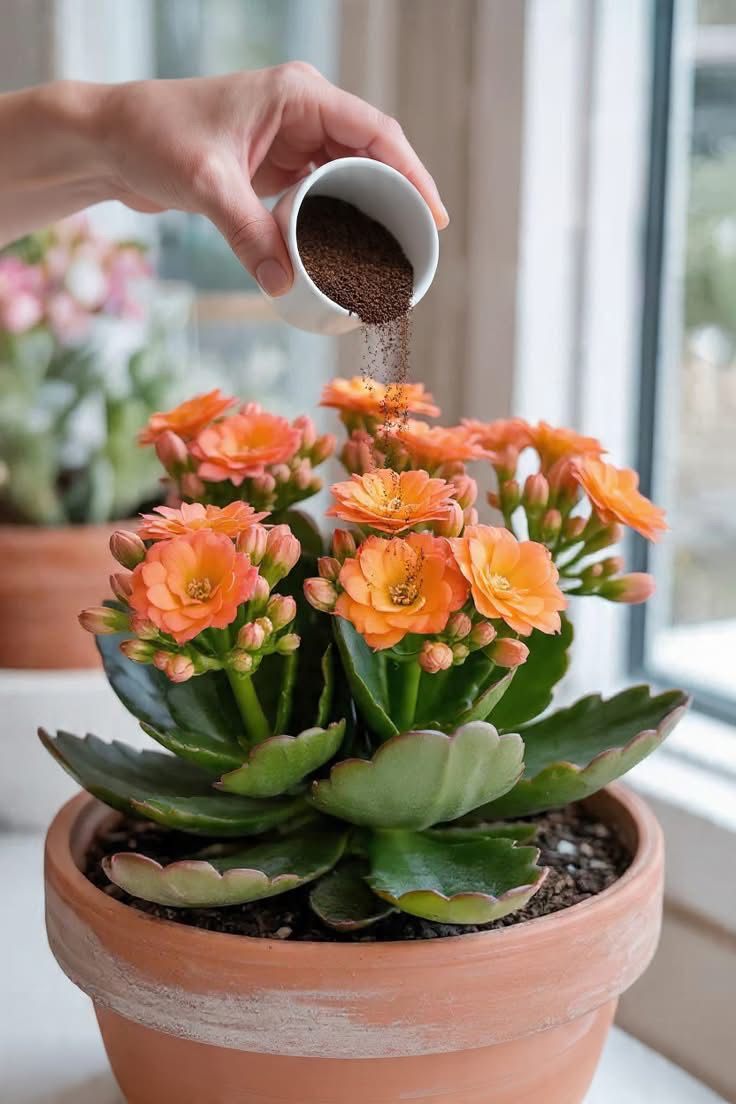 The Simple Ingredient That Keeps Kalanchoe Blooming Year Round 🌸✨