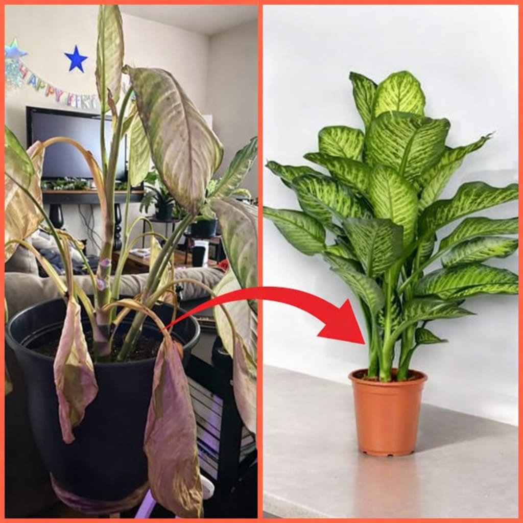 Why Your Dieffenbachia is Dying and How to Save It Fast