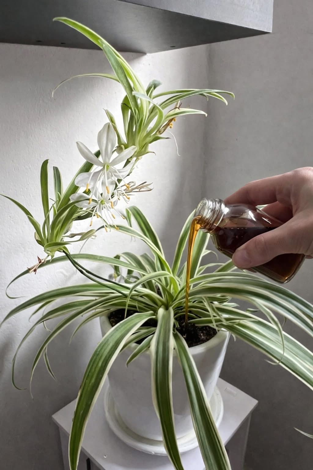 How to Make Spider Plant Bloom Using Homemade Liquid Feed