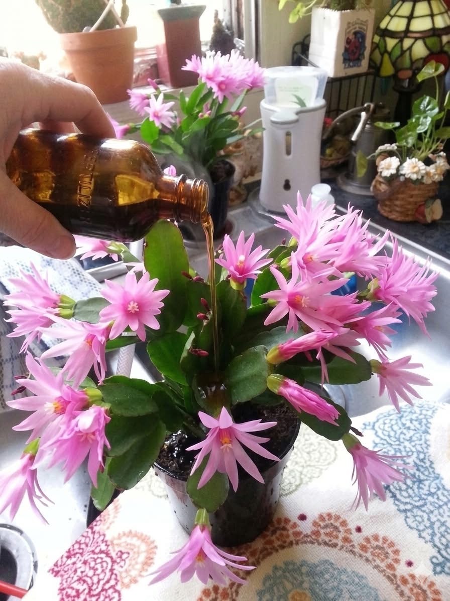 How I Made My Christmas Cactus Bloom Faster Using Homemade Fertilizer 🌸🌿