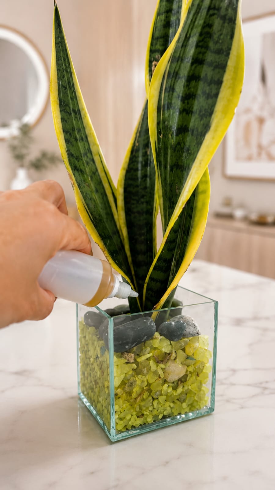 Why Homeowners Are Using Yellow Decorative Stones, Bokashi Plant Tonic, Better Drainage Planning, and Glass Vase Styling to Support Snake Plants and a More Refined Indoor Look